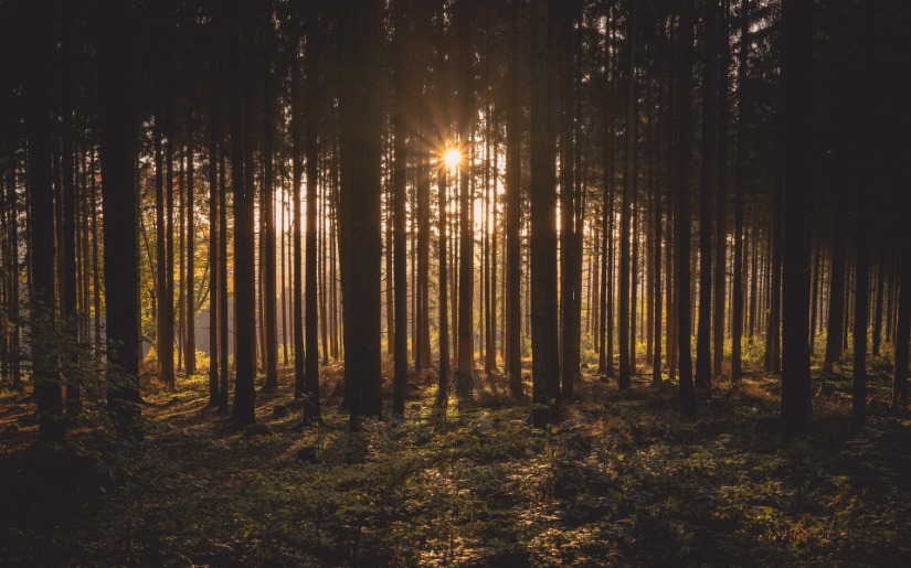 Review of Chatham House Report: Woody Biomass for Power and Heat - Impacts on the Global Climate