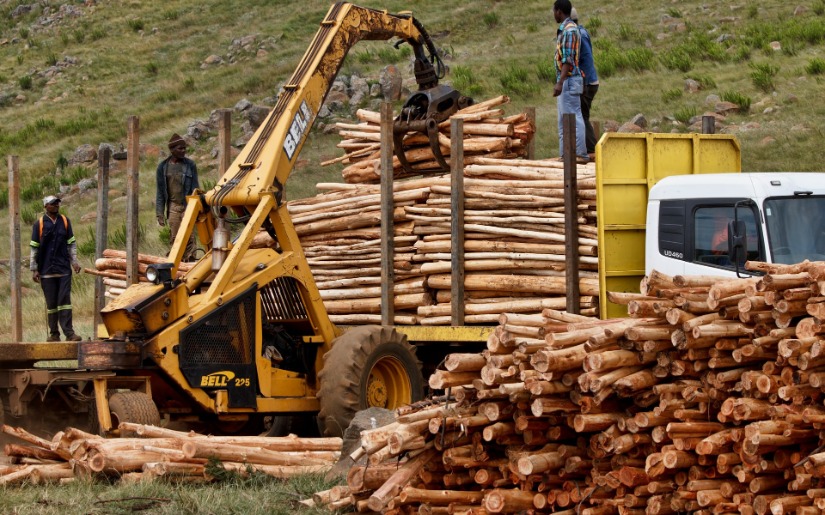 Impacts of Policies to Eliminate Illegal Timber Trade