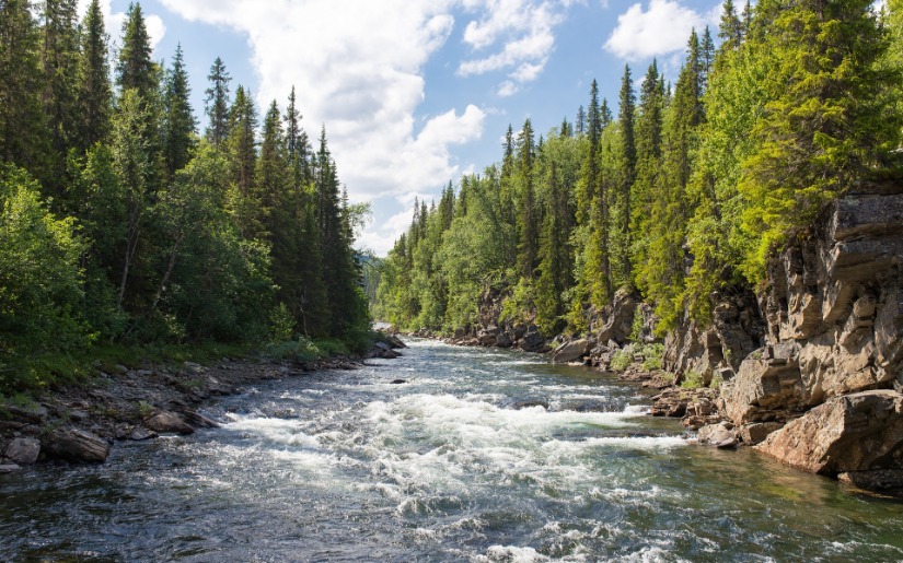 A Forest Carbon Future: Recognizing Carbon-Related Benefits of Managed Forests