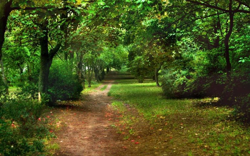 Urban Forests and Urban Tree Use