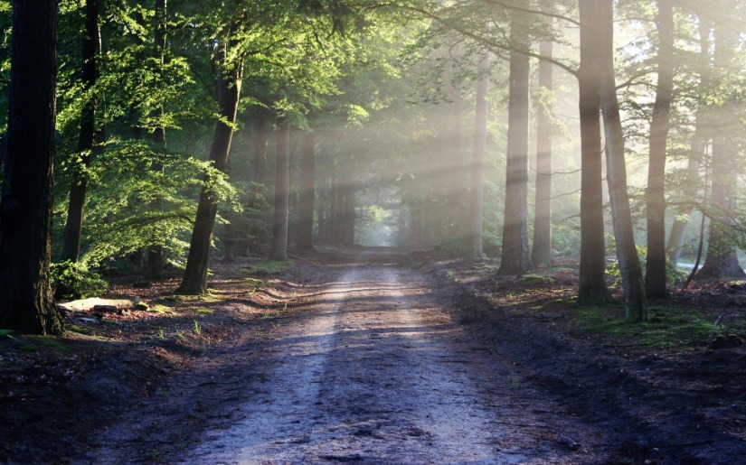 Commentary: Changing Paths - Lessons From the Forest