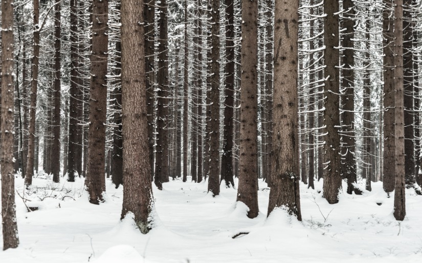 Commentary: Forest or Farm - It's All in the Perspective