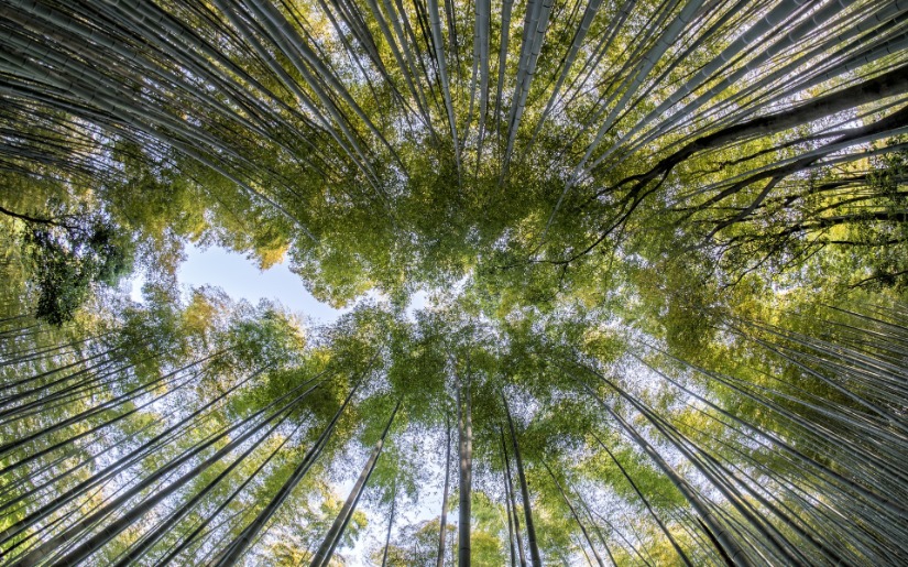 Bamboo Products and Their Environmental Impacts: Revisited