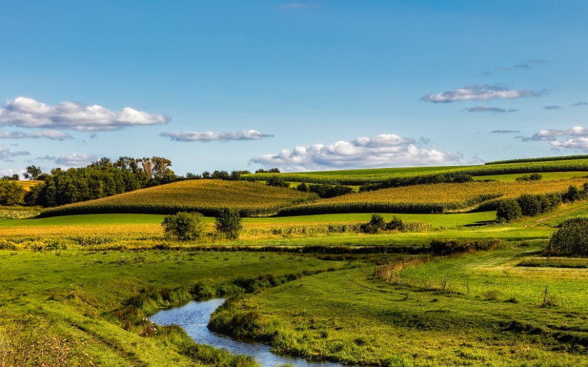 Commentary: Fields and Forests